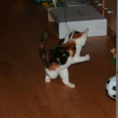 Blanding af racer Trine