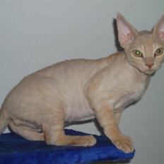 Devon Rex DK Crispus Luke SkyWalker