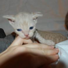 Devon Rex DK Crispus Luke SkyWalker