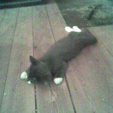 Huskat Dunner