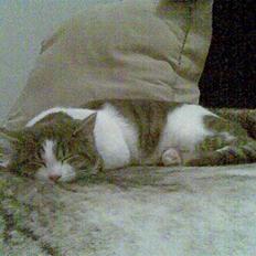 Huskat Miss Cuty Pie