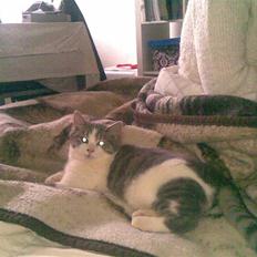 Huskat Miss Cuty Pie