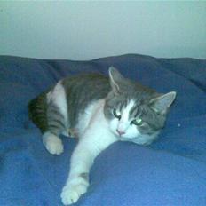 Huskat Miss Cuty Pie