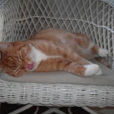 Huskat Tiger  'R.I.P d. 9/9-08''