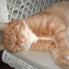 Huskat Tiger  'R.I.P d. 9/9-08''