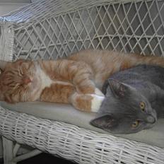 Huskat Tiger  'R.I.P d. 9/9-08''