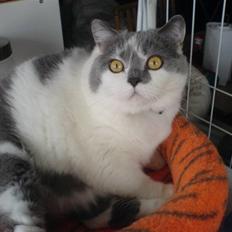 British Shorthair DK Hentzel's Milli R.I.P.