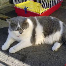 British Shorthair DK Hentzel's Milli R.I.P.