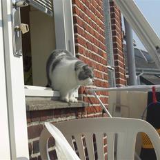 British Shorthair DK Hentzel's Milli R.I.P.