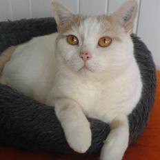 British Shorthair Dk Hentzel's Nuller 11 år