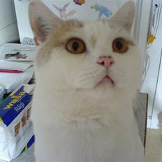 British Shorthair Dk Hentzel's Nuller 11 år