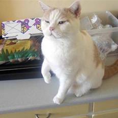 British Shorthair Dk Hentzel's Nuller 11 år