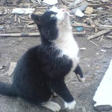 Blanding af racer simba