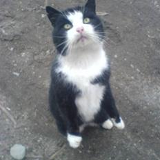 Blanding af racer simba