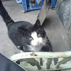 Blanding af racer simba