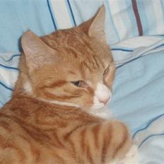 Huskat Power (Putte)