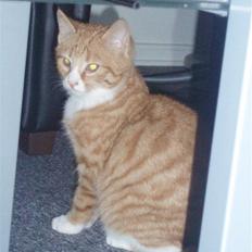 Huskat Power (Putte)