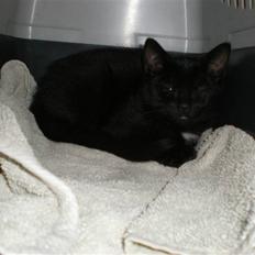 Blanding af racer Sprit