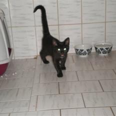 Blanding af racer Sprit