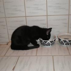 Blanding af racer Sprit