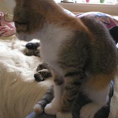 Blanding af racer Fanta