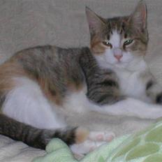 Blanding af racer Fanta