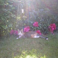 Blanding af racer Fanta