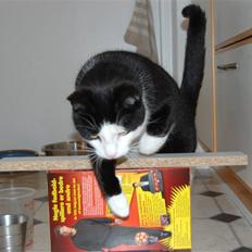 Huskat Sir. Montgomery