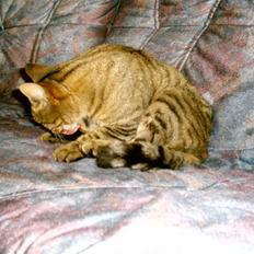 Huskat Miver ¤Himmel missen¤