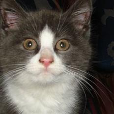 Blanding af racer silver