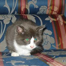 Blanding af racer silver