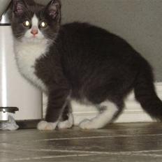 Blanding af racer silver