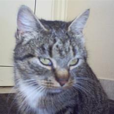 Blanding af racer †Preben(Prebsi)†