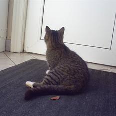 Blanding af racer †Preben(Prebsi)†