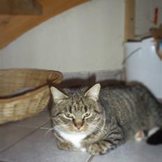 Blanding af racer †Preben(Prebsi)†