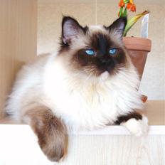 Hellig Birma Mumi Brunmasket