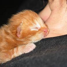 Maine Coon Krammedyret Dusty Dundee