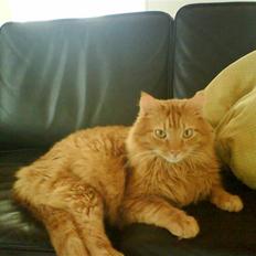 Maine Coon Felix (bortgivet)