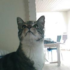 Blanding af racer Tiger