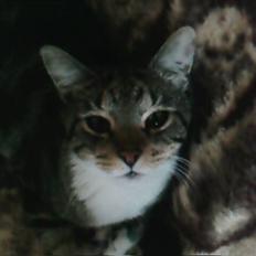 Blanding af racer Tiger