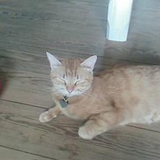 Blanding af racer Pitteren