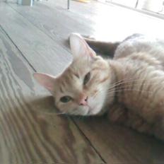 Blanding af racer Pitteren