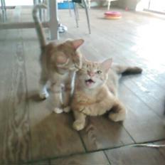 Blanding af racer Pitteren