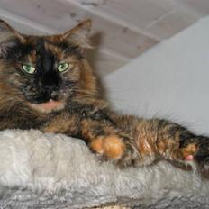 Maine Coon DK Krammedyret Aronja