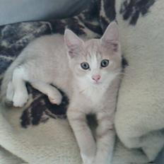 Blanding af racer Snoop