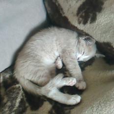 Blanding af racer Snoop