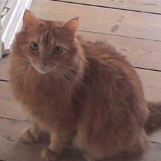 Maine Coon Felix (bortgivet)