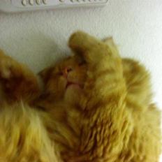 Maine Coon Felix (bortgivet)