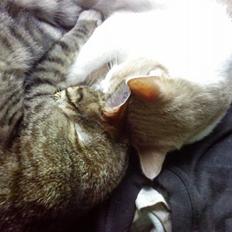 Huskat Lilo (bortgivet)