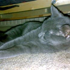 Blanding af racer Junior R.I.P min elskede